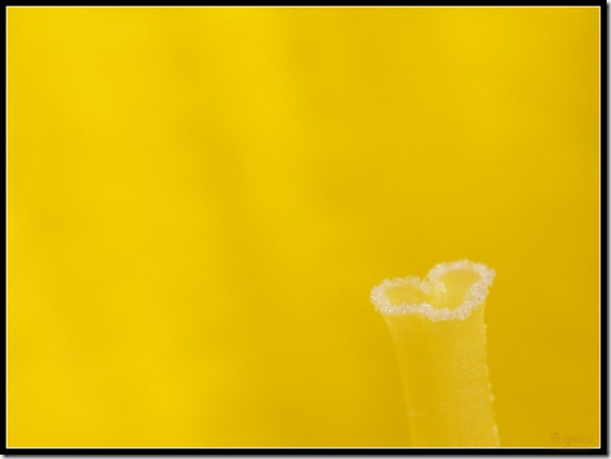Daffodil_Heart_by_cycoze