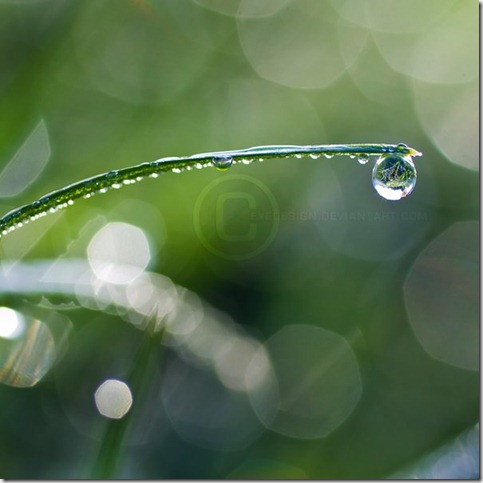 Dewdrop_Dreams_by_eyedesign