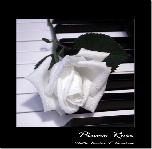 Piano_rose_by_Titanica