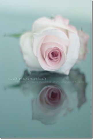 __RoSe___by_SaRoNeTa