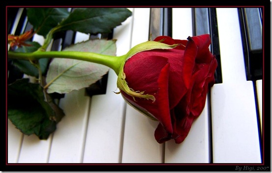 Rose_On_Piano_by_yhdenenkelinunelma