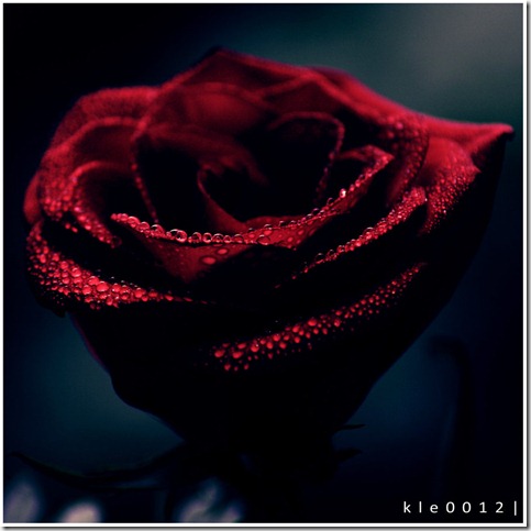 Rose__by_kle0012