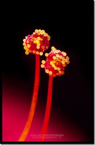 Stamens_by_Or4x1d