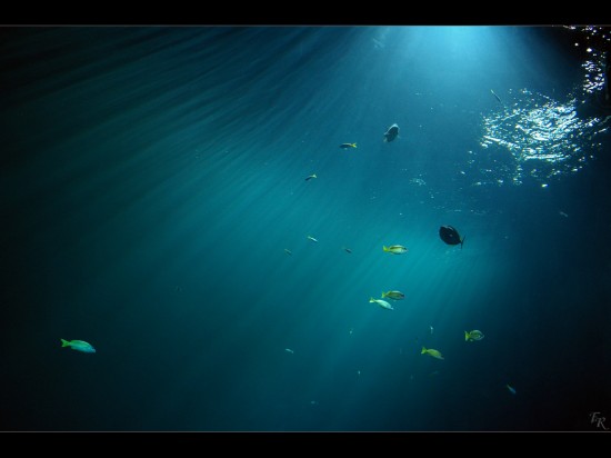 Underwater_Wallpaper_by_Alderman