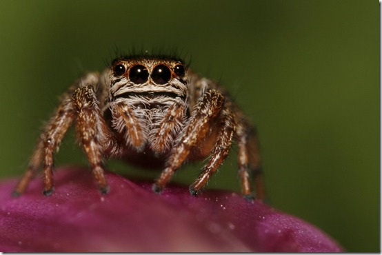 jumping_spider_6_by_chriskaula