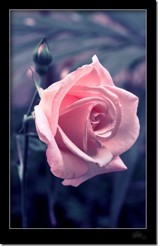 rose_by_klefer