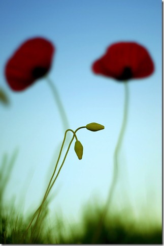 50 Beautiful Examples Of Poppy Photography