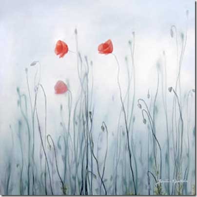 Frosty_poppy_flowers_by_Ele_Art