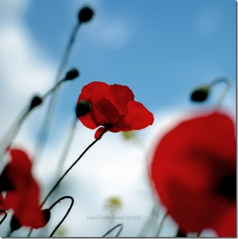 50 Beautiful Examples Of Poppy Photography