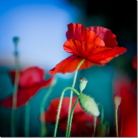 Morning_poppies_by_marcopolo17