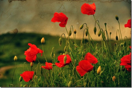 Poppies_aquarel_by_ralucsernatoni