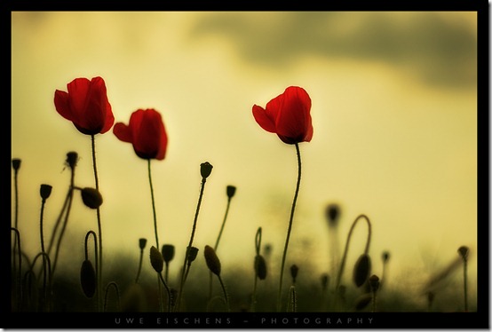 Poppy_by_Crossie