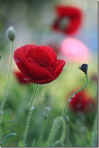 poppies_by_potter58