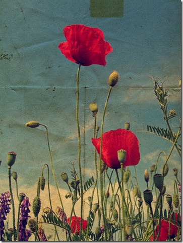 poppies_by_valyeszter