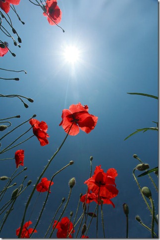 sun__blue_sky__red_poppies_by_Floriandra