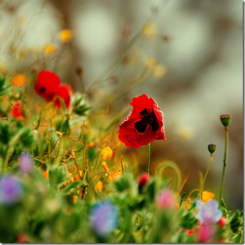 50 Beautiful Examples Of Poppy Photography