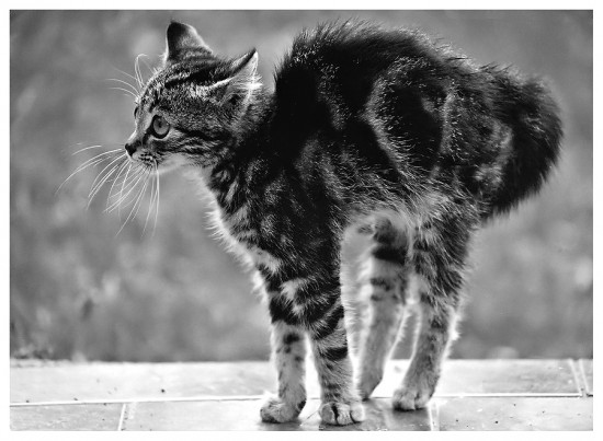 Kitty_In_Black_And_White_by_SuloinenEnkeli