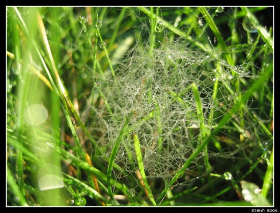 Spider_net_and_dew_drops___