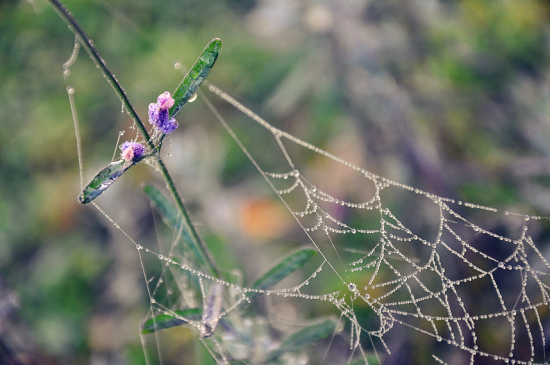 31 Amazing Examples Of Spider Net Photography