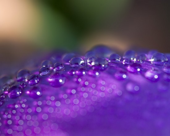 water-droplets-petal