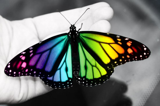 Colorful_Butterfly_by_Zayix