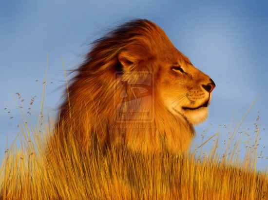 Lion Digital Painting