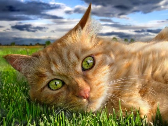 32 Beautiful Examples Of Cat Photography