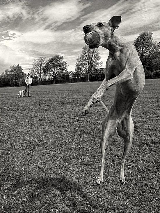 20 Stunning Action Photos of Animals